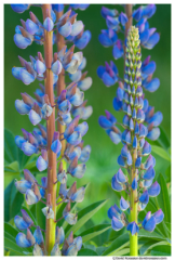 Lupine, Sammamish, King County, Washington State, Spring 2015