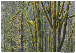 Skokomish Forest, Olympic Mountains, Washington State, Winter 2016