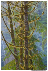 Uplifted Branches, Skokomish Forest, Olympic Mountains, Washington State, Winter 2016