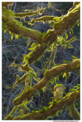 Spring Awakening, Snoqualmie Forest, Washington State, Early Spring 2016