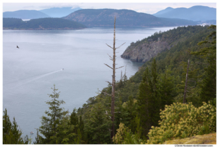 Sares Head and Burrows Bay, Rosario Beach, Fidalgo Island, Washington