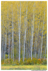 Fallen Sapling, Stevens Pass, Washington State, Fall, 2016