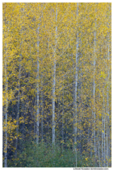 Colony of Aspens, Stevens Pass, Washington State, Fall 2016