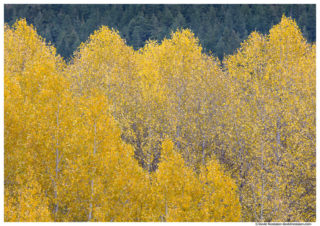 Wavy Aspen Tops, Stevens Pass, Washington State, Fall 2016