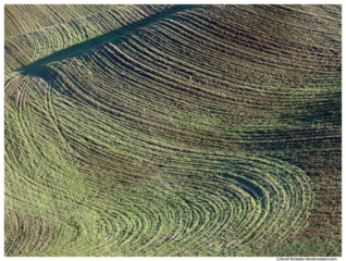 Green and Black Field, Palouse, Washington State