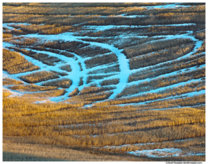 Winter Wheat, Hillside, Palouse, Washington State