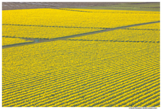 Daffodil Farm Symmetry, Skagit Valley, Washington State, Spring 2017