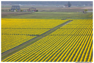 Daffodil Farm, Skagit Valley, Washington State, Spring 2017