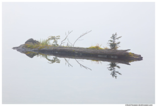 Levitating Log in the Clouds, Lake Twenty Two, North Cascades Mountain Loop Highway, Spring 2017