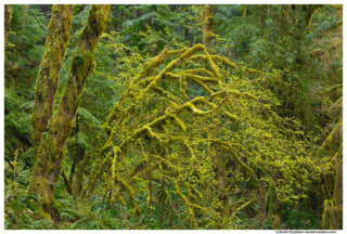 Mossy Middle Fork Snoqualmie Forest, Snoqualmie Region, Washington State