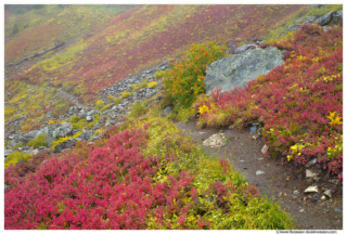 Hiking Trail, Yellow Aster Butte, Mount Baker Wilderness, Washington State