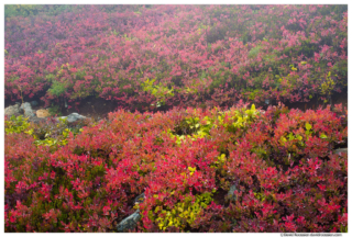 Colorful Divide, Yellow Aster Butte, Mount Baker Wilderness, Washington State