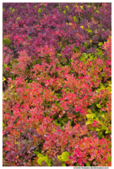 Blueberry Bushes, Yellow Aster Butte, Mount Baker Wilderness, Washington State