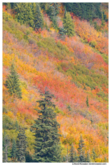 Mountain Heather, Fall Colors, Stevens Pass, Washington State