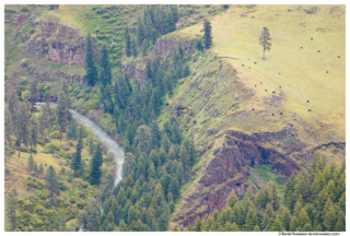 Grazing Cows, Joseph Creek Overlook, Paradise, Oregon, Spring 2017