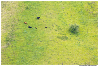 Three Cows, Three Calves, Grande Ronde River, Washington Oregon Border