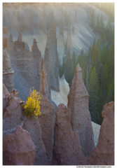 Backlit Baby Pine and Pinnacles, Crater Lake National Park, Oregon