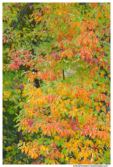 Sassafras Leaves in Fall, Walker, Michigan