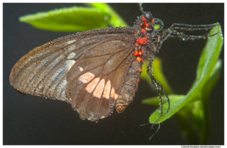 Transandean Pink Cattleheart, Butterfly World, Coconut Creek, Florida