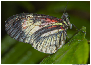 High Pitched Piano Key Butterfly, Butterfly World, Coconut Creek, Florida