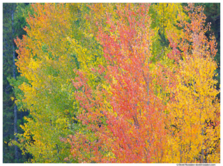 Missouri Hill Aspens, Leadville, Colorado