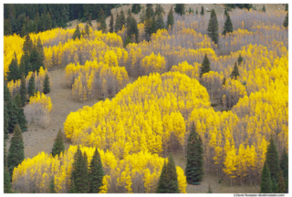 Missouri Hill Aspen and Pine, Leadville, Colorado