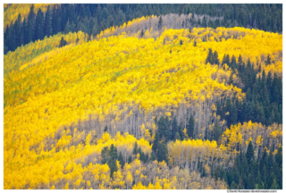 Aspens near Maroon Bells, Colorado