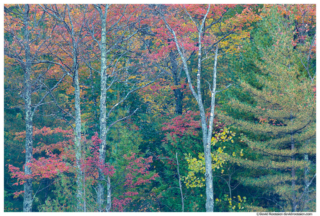 Fall Colors, Bubble Pond, Acadia National Park, Maine