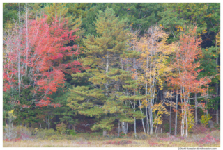 Fall Colors, Witches Hole, Acadia National Park, Maine