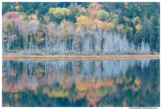 Flooded Marsh Reflection, Upper Hadlock Pond, Acadia National Park, Maine