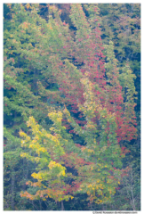 Fall Foliage, Acadia National Park, Maine