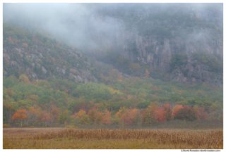 Fall Colors Below Foggy Precipice, Acadia National Park, Maine