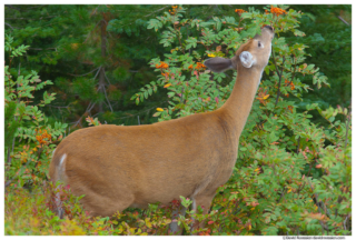 Deer Stretching, Many Glacier, Glacier National Park, Montana