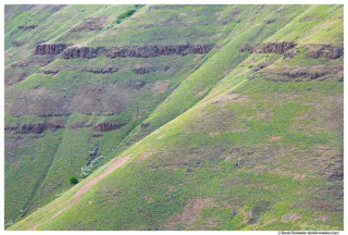 Spring Growth, Paradise, Oregon