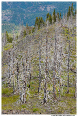 Scorched Table Mountain Trees, Liberty, Washington State