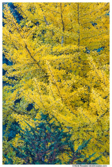 Gingko Tree, Kubota Garden, Renton, Washington State