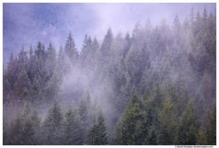 Evening Storm, Capitol State Forest, Washington State