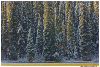 Backlit Tucquala Lake Trees, Cle Elum, Washington