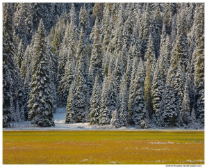 Wetlands and Tucquala Lake Trees, Cle Elum, Washington