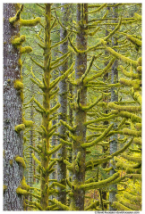 Mossy Branches, Capitol State Forest, Washington State