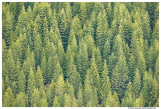 White River Valley Trees, Eleanor Ridge, Washington State